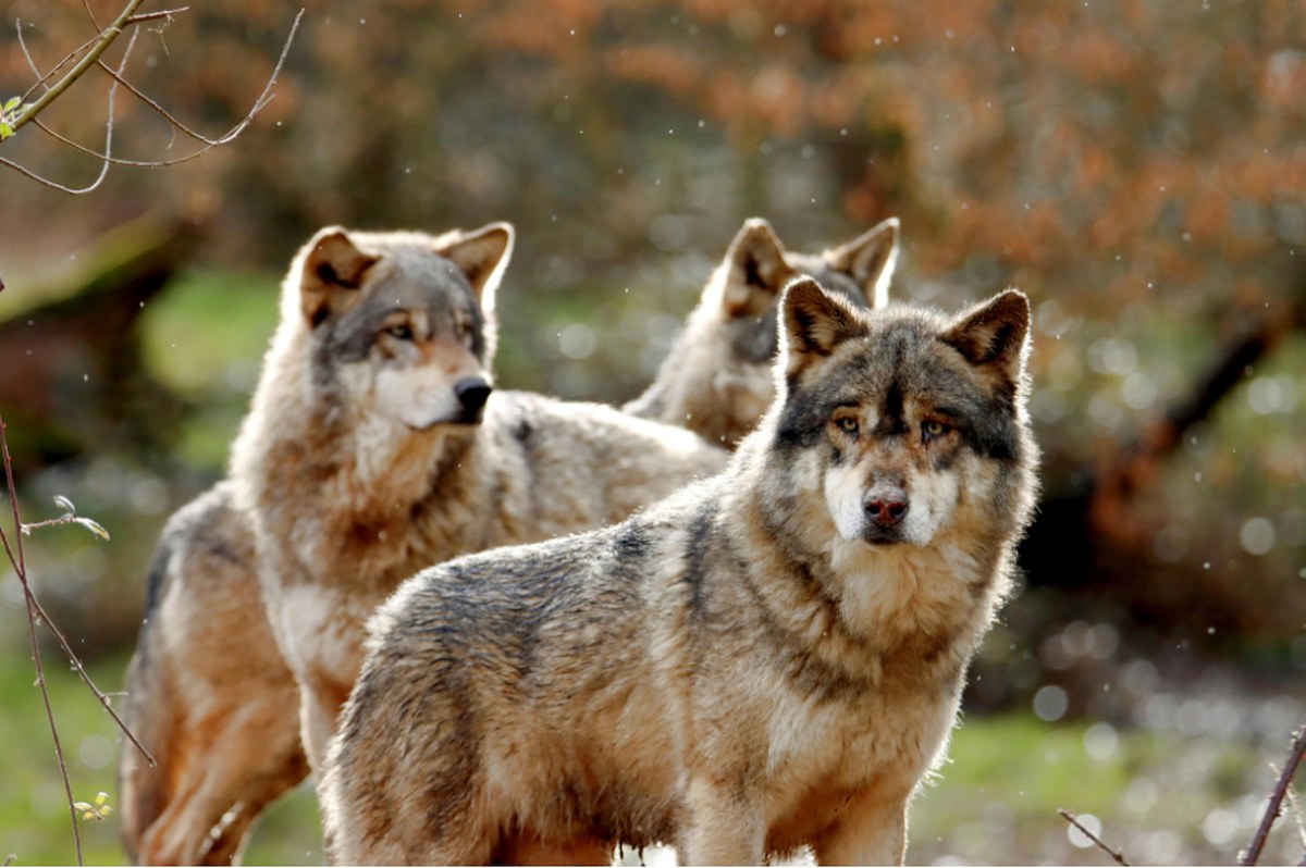 Une meute de loups qui avance ensemble